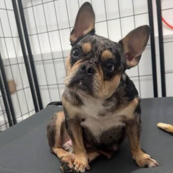 Bunny -  French Bulldog Dog for Adoption in Philadelphia, Pennsylvania - Bunny | PetCurious