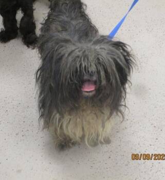Zion(404) -  Shih Tzu Dog for Adoption in Marietta, Georgia - Zion(404) | PetCurious
