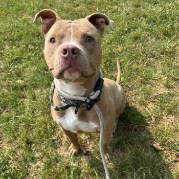 Walrus -  Pit Bull Terrier Dog for Adoption in Lyndhurst, Virginia - Walrus | PetCurious