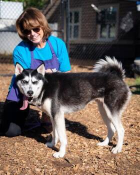 Mixed Breed Dogs Available for Adoption in Chamblee, Georgia - Celine - ADOPTED | PetCurious