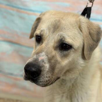 Anatolian Shepherd Dogs Available for Adoption - November | PetCurious