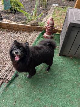 Pomeranian Dogs Available for Adoption in Richmond, Virginia - Coco | PetCurious