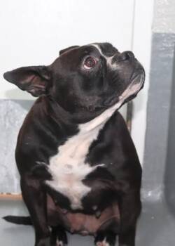 Mishka -  Pit Bull Terrier and Mixed Breed Dog for Adoption in New Orleans, Louisiana - Mishka | PetCurious