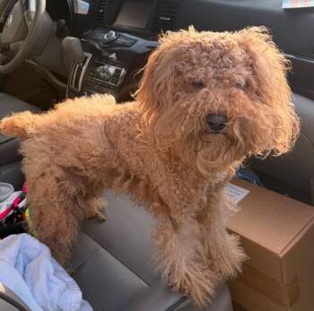 Gabby -  Cockapoo Dog for Adoption in Panama City, Florida - Gabby | PetCurious