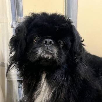 Jet -  Pekingese Dog for Adoption in Sioux City, Iowa - Jet | PetCurious