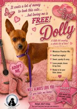 Dolly -  Chihuahua Dog for Adoption - Dolly | PetCurious