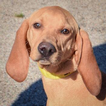 Rescue Redbone Coonhound and American Foxhound Dogs for Adoption in Huntley, Illinois - Dinky | PetCurious
