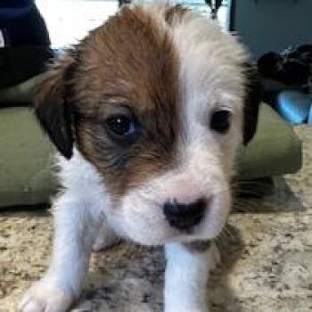 Mixed Breed Dogs Available for Adoption in Grinnell, Iowa - Charolais | PetCurious