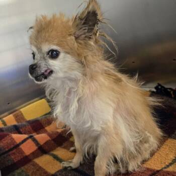 Pops -  Mixed Breed Dog for Adoption in Medford Lakes, New Jersey - Pops | PetCurious
