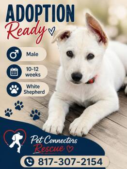 Winston -  Belgian Shepherd Laekenois Dog for Adoption in Haslet, Texas - Winston | PetCurious