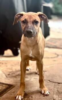 Rescue Mixed Breed and Black Mouth Cur Dogs for Adoption in Houston, Texas - Jake! Sweet Boy! | PetCurious