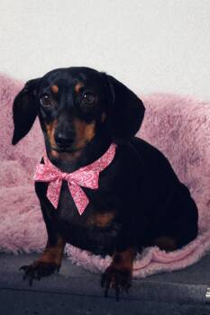 Dachshund Dogs Available for Adoption - ROSIE | PetCurious