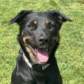 Kira -  Mixed Breed Dog for Adoption in Medford, Oregon - Kira | PetCurious