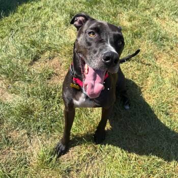 Larry (CURRENT PUPS 4 PAROLE STUDENT) -  Labrador Retriever and Pit Bull Terrier Dog for Adoption in Springfield, Missouri - Larry (CURRENT PUPS 4 PAROLE STUDENT) | PetCurious