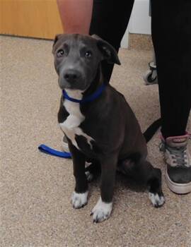 MOLLY -  Pit Bull Terrier and Mixed Breed Dog for Adoption in Albuquerque, New Mexico - MOLLY | PetCurious