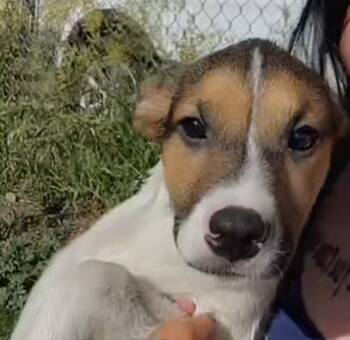 Cosmo -  Australian Cattle Dog Blue Heeler Dog for Adoption in Billings, Montana - Cosmo | PetCurious