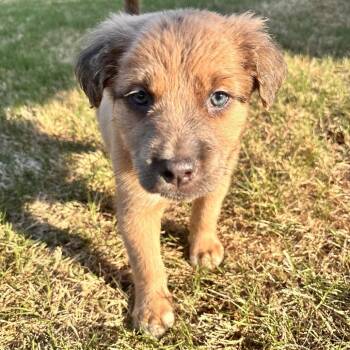 Mixed Breed Dogs Available for Adoption in Austell, Georgia - Mars | PetCurious