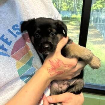 Merle -  Mixed Breed Dog for Adoption in Gadsden, Alabama - Merle | PetCurious