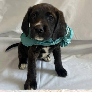 Ruby Diamond -  Mixed Breed Dog for Adoption in Canal Winchester, Ohio - Ruby Diamond | PetCurious