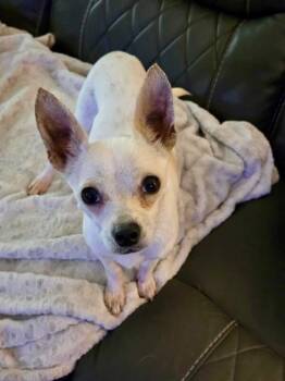 Chopper -  Chihuahua Dog for Adoption in Aiken, South Carolina - Chopper | PetCurious
