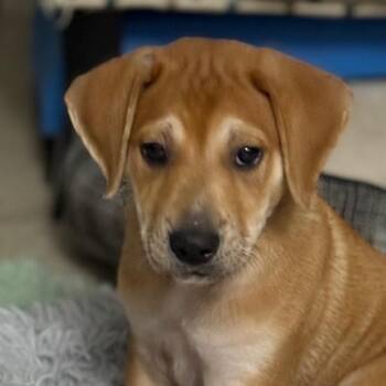 Rhodesian Ridgeback and Labrador Retriever Dogs Available for Adoption - BRUNO SANTIAGO (out Of Town) | PetCurious