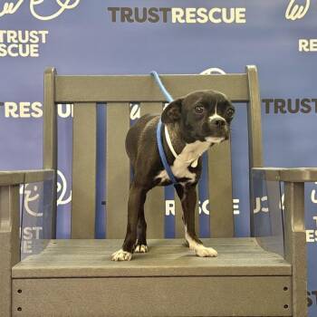 INDIA -  Pug Dog for Adoption in Waterford, New Jersey - INDIA | PetCurious