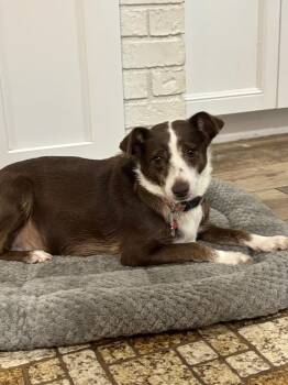 Nya -  Terrier Dog for Adoption in Lakeland, Florida - Nya | PetCurious