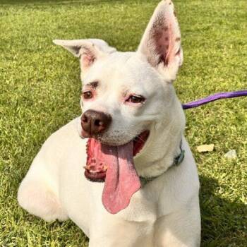 Labrador Retriever and Boxer Dogs Available for Adoption - BOOTS* | PetCurious