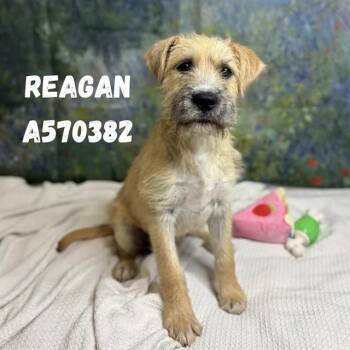 REAGAN -  Giant Schnauzer and Mixed Breed Dog for Adoption - REAGAN | PetCurious