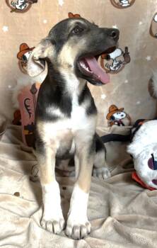 261238  Jigsaw -  Shepherd Dog for Adoption in Wetumpka, Alabama - 261238  Jigsaw | PetCurious