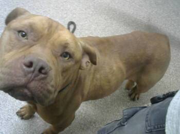 Rescue Mastiff and Mixed Breed Dogs for Adoption in Albuquerque, New Mexico - ANNIE | PetCurious