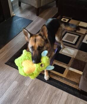 German Shepherd Dog Dogs Available for Adoption in Baltimore, Maryland - Gia | PetCurious