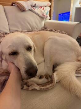 Great Pyrenees and Labrador Retriever Dogs Available for Adoption - Yeti | PetCurious