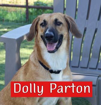 Dolly -  Hound Dog for Adoption in Fort Worth, Texas - Dolly | PetCurious