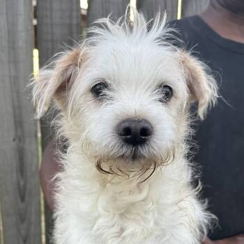 Maverick - Local November 6-8 -  Rat Terrier Dog for Adoption in Brookshire, Texas - Maverick - Local November 6-8 | PetCurious