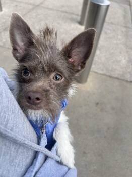 Coco Chanel -  Yorkshire Terrier and Chihuahua Dog for Adoption in West Hollywood, California - Coco Chanel | PetCurious