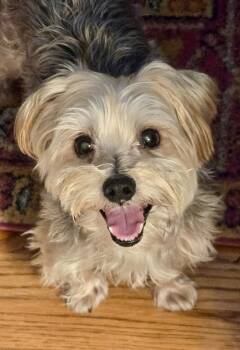 Dawson -  Yorkshire Terrier Dog for Adoption in Atlanta, Georgia - Dawson | PetCurious