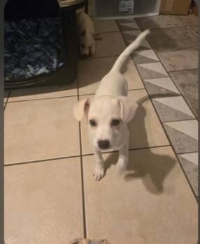 Chihuahua Dogs Available for Adoption in Mentone, California - Waffles | PetCurious