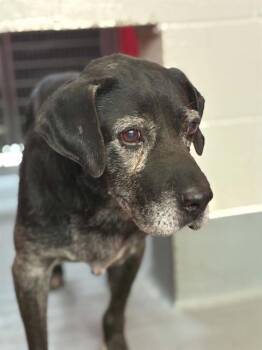 ELMER FUDD -  Labrador Retriever and Mixed Breed Dog for Adoption in Visalia, California - ELMER FUDD | PetCurious