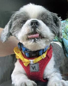 Shih Tzu Dogs Available for Adoption in Arlington, Virginia - Cooper | PetCurious