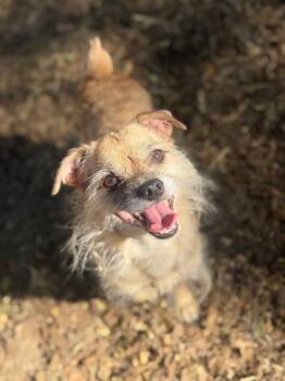Toby-One of our Amazing Rescue Dogs -  Border Terrier and Mixed Breed Dog for Adoption in Carlsbad, California - Toby-One Of Our Amazing Rescue Dogs | PetCurious
