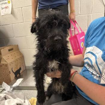 Sriracha -  Mixed Breed Dog for Adoption in Oak Brook, Illinois - Sriracha | PetCurious