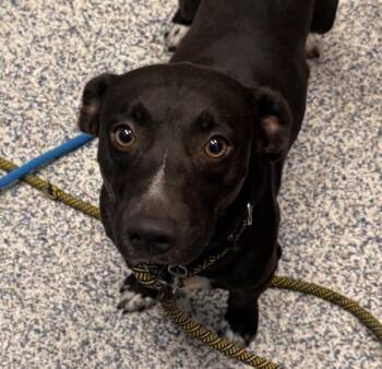 Bob -  Labrador Retriever and Cardigan Welsh Corgi Dog for Adoption in Golden, Colorado - Bob | PetCurious