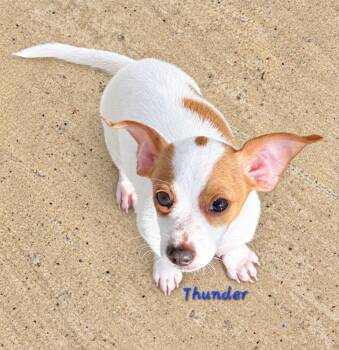 Thunder -  Hound and Retriever Dog for Adoption in Norfolk, Massachusetts - Thunder | PetCurious