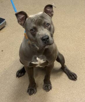 Rescue Mixed Breed Dogs for Adoption in Chamblee, Georgia - Luther | PetCurious