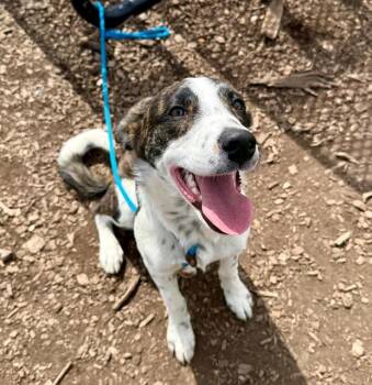 Australian Shepherd and Mixed Breed Dogs Available for Adoption - TAZ | PetCurious