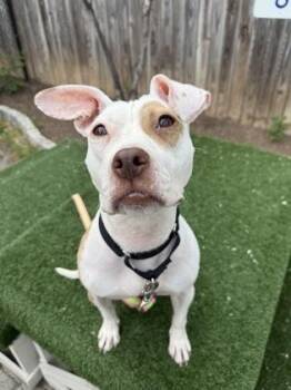 Pit Bull Terrier and Mixed Breed Dogs Available for Adoption - Dubliner | PetCurious