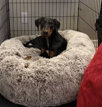 Billy -  Doberman Pinscher Dog for Adoption in Glendale, Arizona - Billy | PetCurious