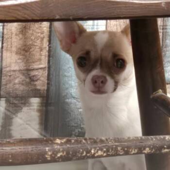 Chihuahua Dogs Available for Adoption - Kate | PetCurious