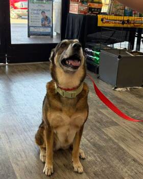 Jackie -  German Shepherd Dog Dog for Adoption in Panama City, Florida - Jackie | PetCurious
